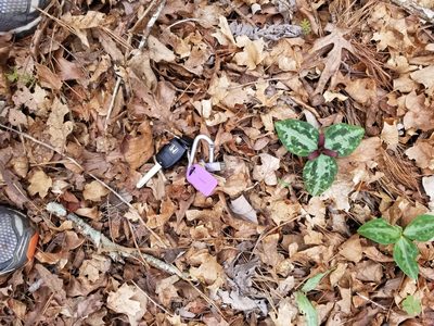Trillium reliquum, photographed by Daniel McClosky