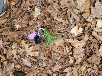 Trillium reliquum, photographed by Daniel McClosky