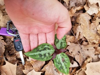 Trillium reliquum, photographed by Daniel McClosky