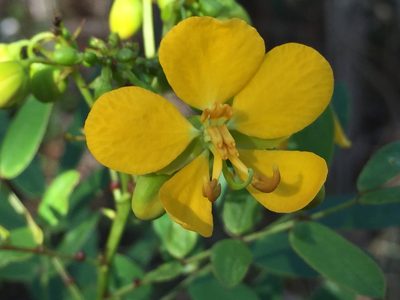 Senna mexicana, photographed by Brandon Corder