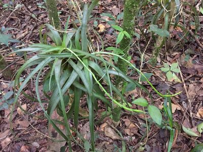 Tillandsia variabilis, photographed by Brandon Corder