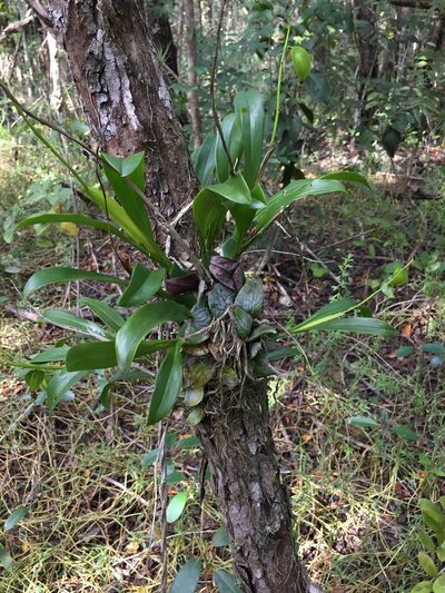 Prosthechea boothiana, photographed by Brandon Corder