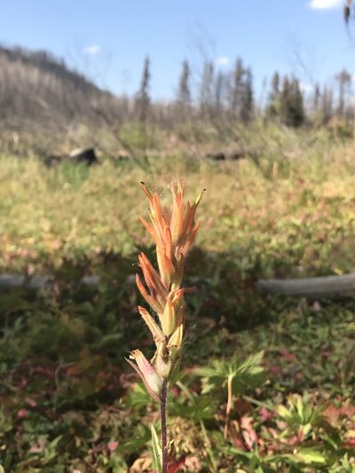 Castilleja gracillima, photographed by Brandon Corder