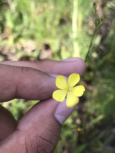 Linum floridanum, photographed by Brandon Corder