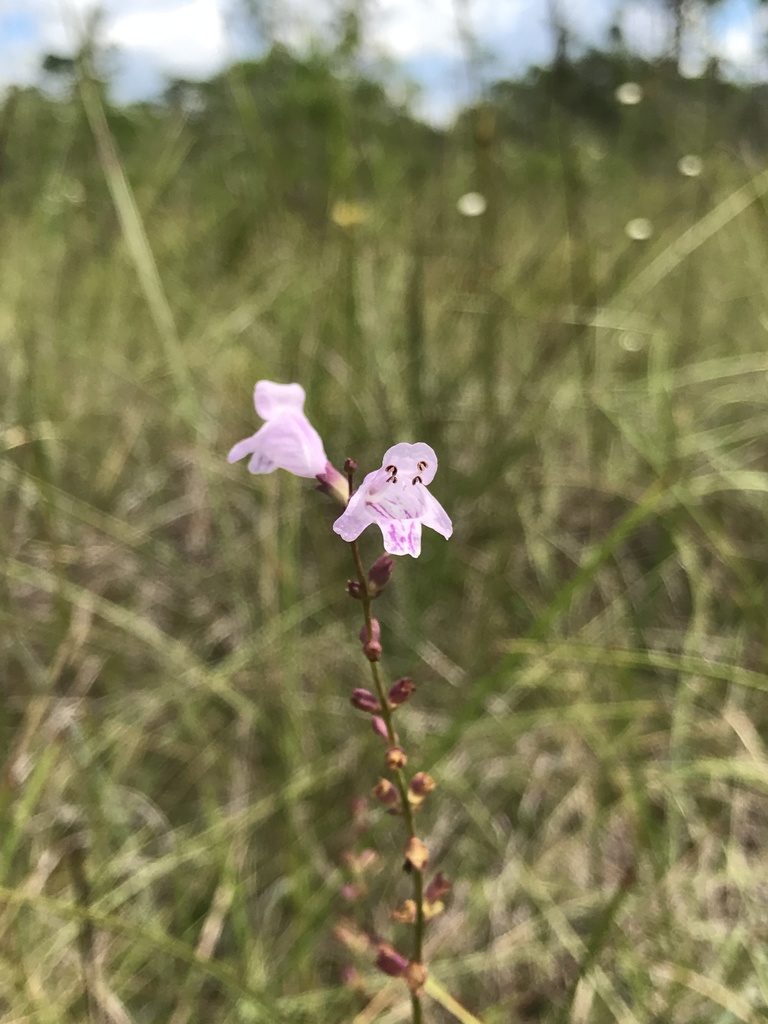 Physostegia godfreyi, photographed by Brandon Corder