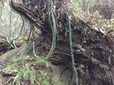 Selenicereus pteranthus, photographed by Brandon Corder