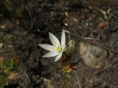 Ornithogalum hispidum, photographed by Jeremy Gilmore