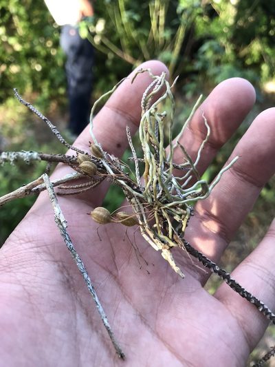 Dendrophylax porrectus, photographed by Brandon Corder