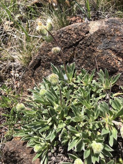 Phacelia corymbosa, photographed by Brandon Corder