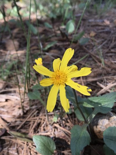 Arnica cernua, photographed by Brandon Corder