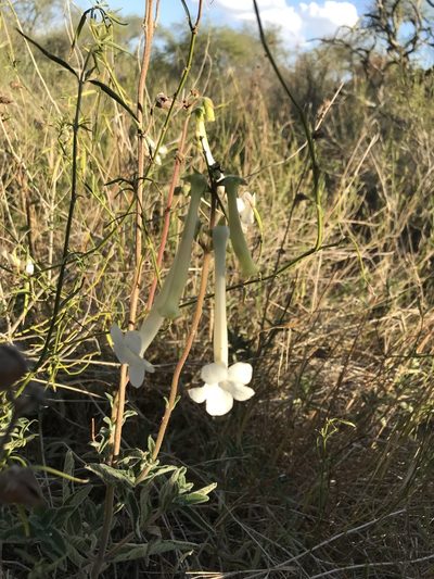 Sinningia tubiflora, photographed by Gabriel Laufer