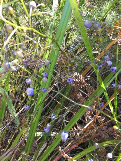 Dianella haematica, photographed by Chris Parminter
