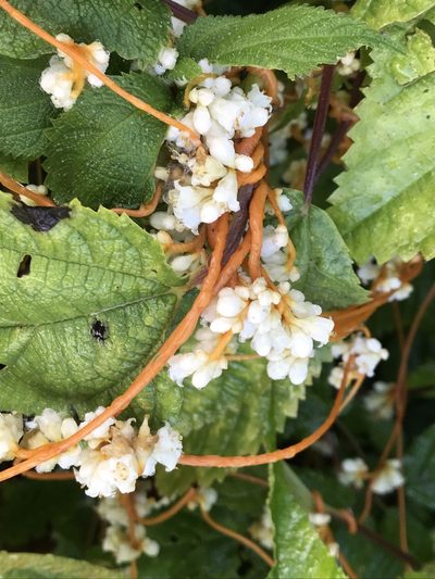 Cuscuta rostrata, photographed by Brandon Corder