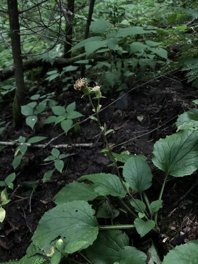 Rugelia nudicaulis, photographed by Brandon Corder