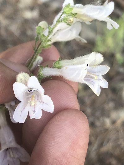 Penstemon arkansanus, photographed by Brandon Corder