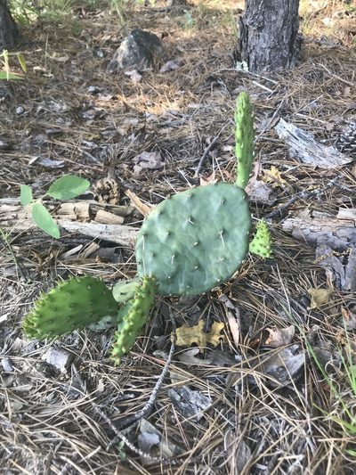 Opuntia nemoralis, photographed by Brandon Corder