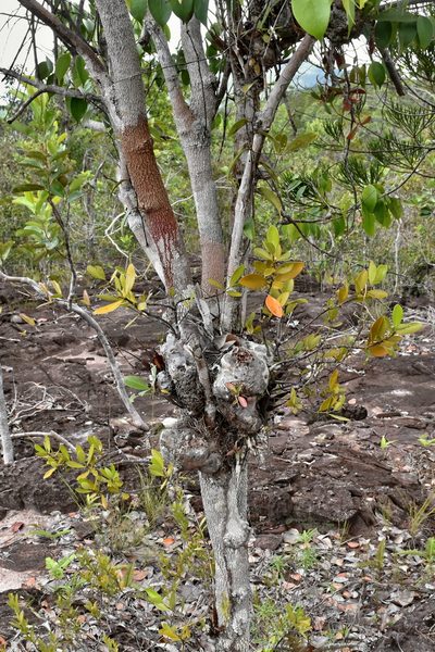 Hydnophytum formicarum, photographed by Daniel Krsek
