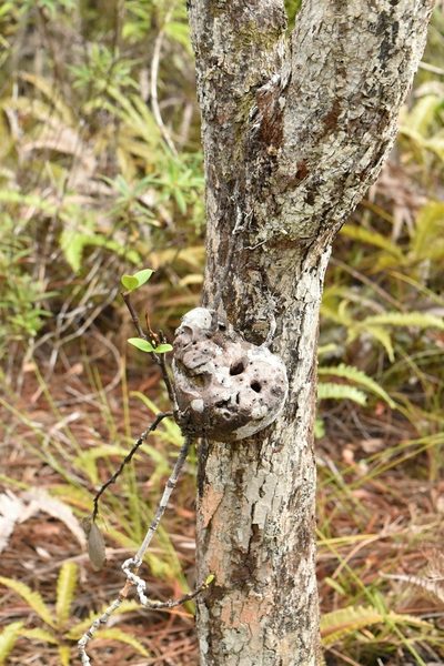 Hydnophytum formicarum, photographed by Daniel Krsek