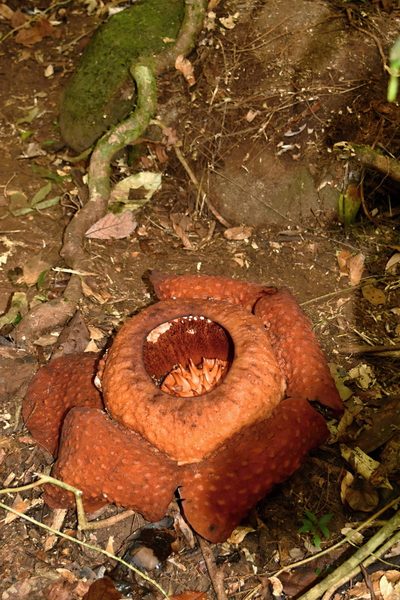 Rafflesia tuan-mudae, photographed by Daniel Krsek
