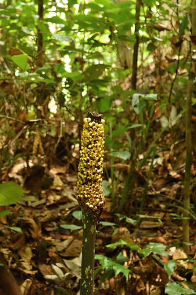 Amorphophallus hewittii, photographed by Daniel Krsek