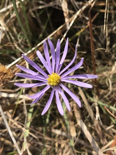 Symphyotrichum chapmanii, photographed by Brandon Corder