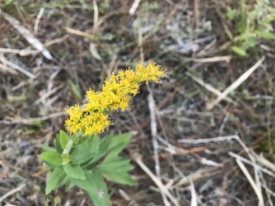 Solidago fistulosa, photographed by Brandon Corder