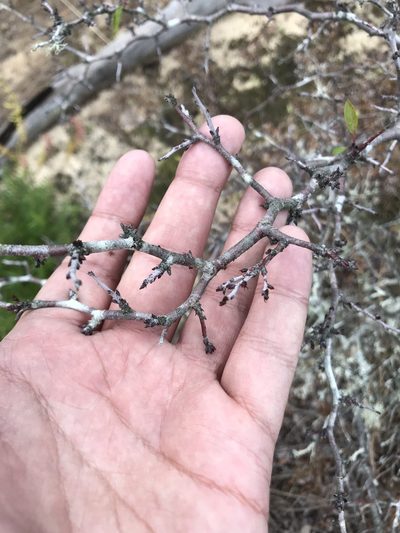 Prunus geniculata, photographed by Brandon Corder