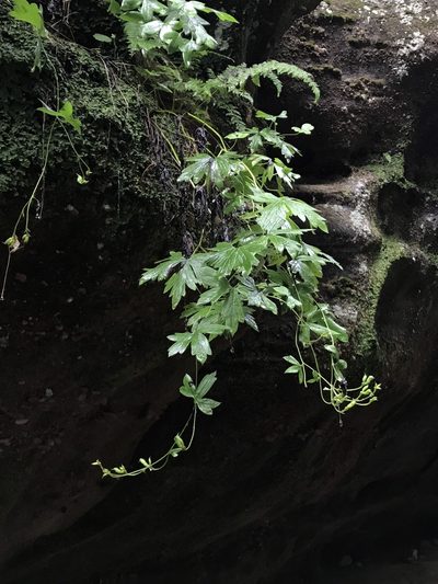 Aconitum noveboracense, photographed by Brandon Corder