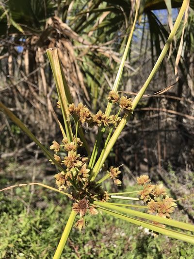 Cyperus distinctus, photographed by Brandon Corder