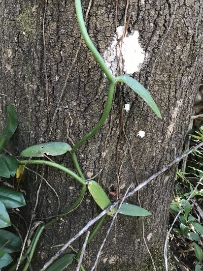 Vanilla phaeantha, photographed by Brandon Corder