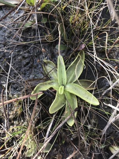 Pinguicula ionantha, photographed by Brandon Corder
