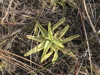 Pinguicula ionantha, photographed by Brandon Corder