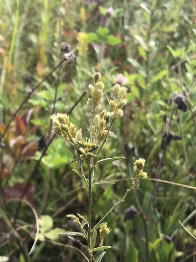 Lespedeza leptostachya, photographed by Brandon Corder