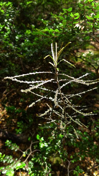 Pittosporum patulum, photographed by Sarah Richardson