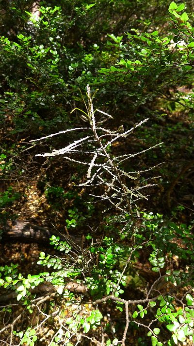 Pittosporum patulum, photographed by Sarah Richardson