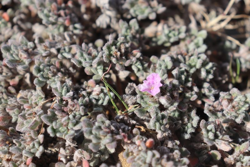 Tiquilia mexicana, photographed by alejandrozab