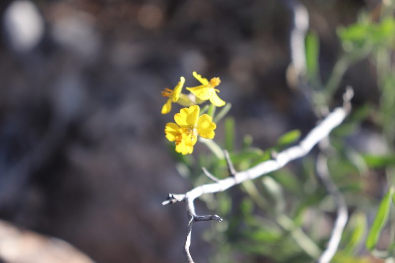 Psilostrophe gnaphalodes, photographed by alejandrozab