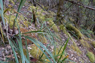 Dianella tasmanica, photographed by Jon Sullivan