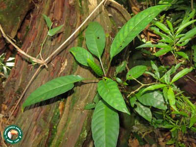 Aphelandra prismatica, photographed by Diogo Luiz