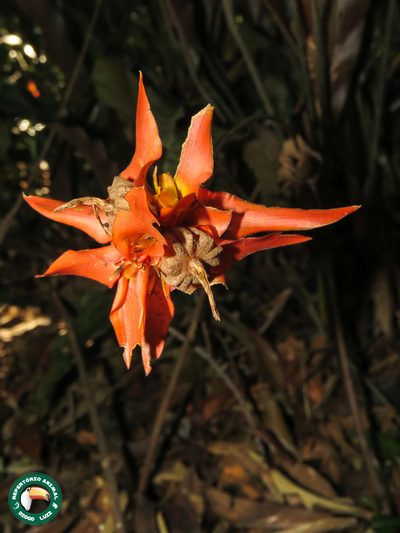 Goeppertia colorata, photographed by Diogo Luiz