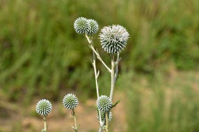 Echinops grijsii, photographed by 國立臺灣博物館