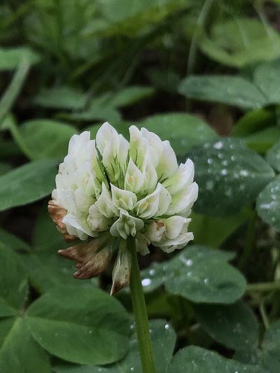 Trifolium stoloniferum, photographed by Brandon Corder