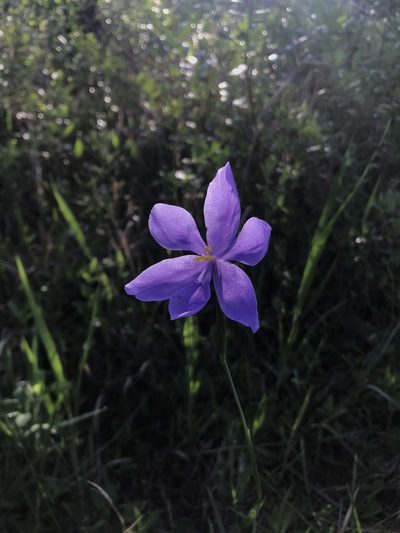 Salpingostylis caelestina, photographed by Brandon Corder