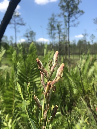 Schwalbea americana, photographed by Brandon Corder