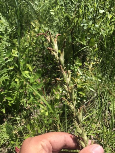 Schwalbea americana, photographed by Brandon Corder