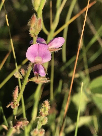 Galactia mollis, photographed by Brandon Corder