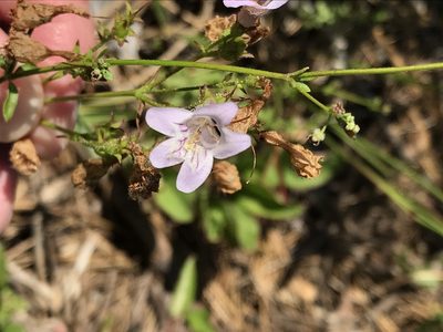 Penstemon laevigatus, photographed by Brandon Corder