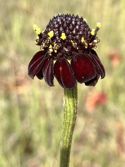 Rudbeckia graminifolia, photographed by Brandon Corder