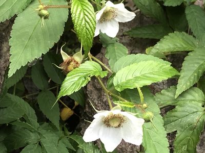 Rubus okinawensis, photographed by Takaaki Hattori