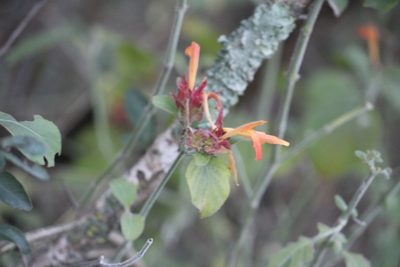 Justicia spicigera, photographed by Francisco Martínez González